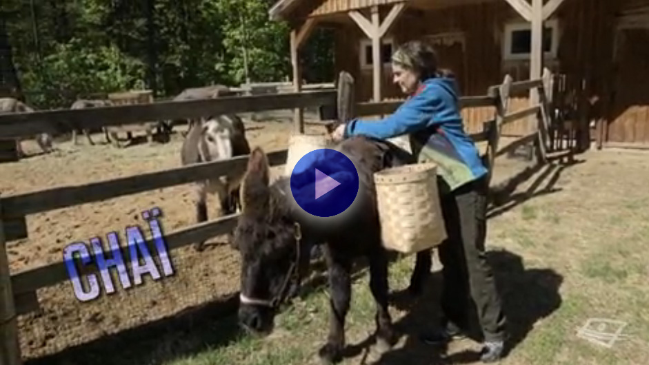 Chai-video